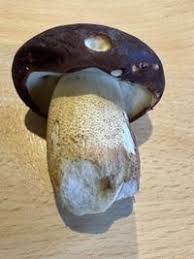 Attēlu rezultāti vaicājumam “Leccinum melaneum”