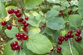 Attēlu rezultāti vaicājumam “Lonicera xylosteum fruit”