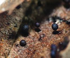 Attēlu rezultāti vaicājumam “Lamproderma puncticulatum young”