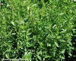 Image result for Chenopodium ambrosioides