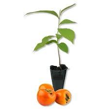 Attēlu rezultāti vaicājumam “Phleum phleoides fruit”