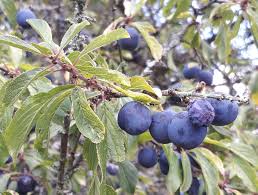 Attēlu rezultāti vaicājumam “Prunus domestica subsp. insitita fruit”