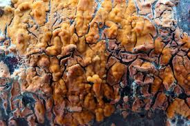 Attēlu rezultāti vaicājumam “Peniophora laurentii”