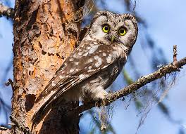 Image result for Aegolius funereus