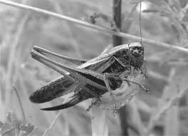 Attēlu rezultāti vaicājumam “Metrioptera brachyptera”