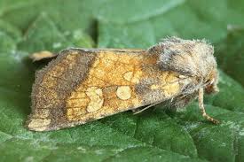 Attēlu rezultāti vaicājumam “Gortyna flavago”