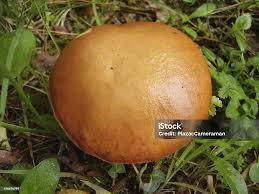 Attēlu rezultāti vaicājumam “Suillus granulatus”
