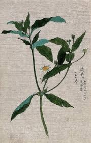 Attēlu rezultāti vaicājumam “Ranunculaceae”