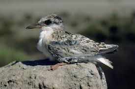 Attēlu rezultāti vaicājumam “Sternula albifrons”