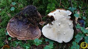 Attēlu rezultāti vaicājumam “Heterobasidion parviporum”