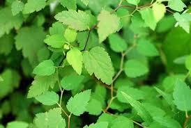 Attēlu rezultāti vaicājumam “Spiraea chamaedryfolia”