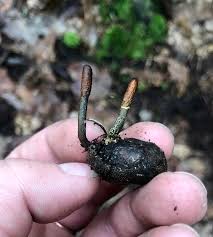 Attēlu rezultāti vaicājumam “Cordyceps ophioglossoides”
