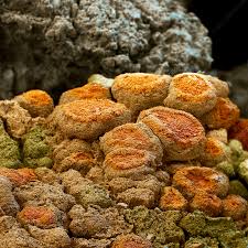 Attēlu rezultāti vaicājumam “Caloplaca saxicola”