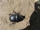 Beatle bug public domain image - via Daymix