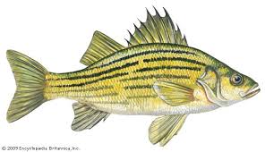 Image result for Pomoxis annularis