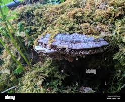 Attēlu rezultāti vaicājumam “Agathomyia wankowiczii”