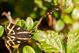 Attēlu rezultāti vaicājumam “Parasemia plantaginis female”