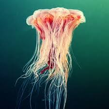 Image result for Cyanea capillata