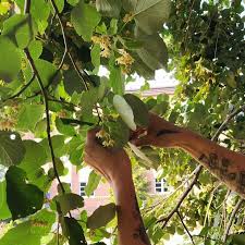 Attēlu rezultāti vaicājumam “Tilia cordata bud”