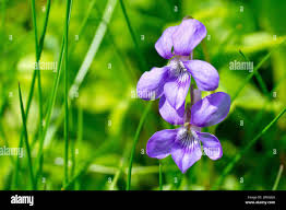 Attēlu rezultāti vaicājumam “Viola riviniana flower”