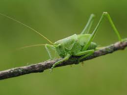 Attēlu rezultāti vaicājumam “Tettigoniodea”