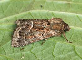 Attēlu rezultāti vaicājumam “Thalpophila matura”