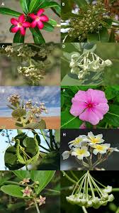 Attēlu rezultāti vaicājumam “Apocynaceae”