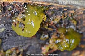 Attēlu rezultāti vaicājumam “Nostoc commune macro”