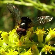 Attēlu rezultāti vaicājumam “Dasysyrphus tricinctus”