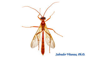 Attēlu rezultāti vaicājumam “Ichneumonidae”