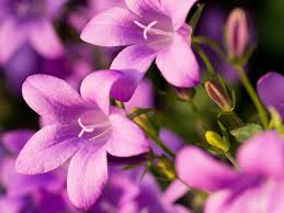 Image result for Glockenblumen