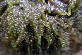 Attēlu rezultāti vaicājumam “Nardia geoscyphus”