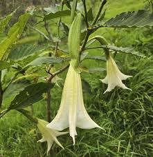 Image result for beladona