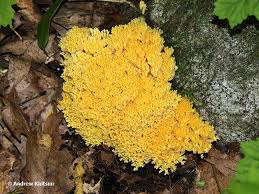 Attēlu rezultāti vaicājumam “Ramaria flava”