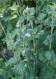 Attēlu rezultāti vaicājumam “Aphis confusa”