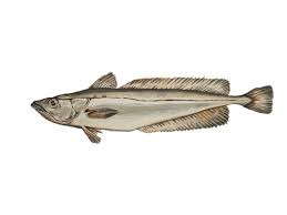Image result for Merluccius merluccius
