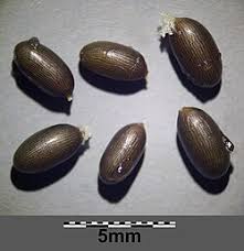 Attēlu rezultāti vaicājumam “Nymphaea candida”