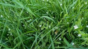 Attēlu rezultāti vaicājumam “Stellaria uliginosa”