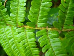Attēlu rezultāti vaicājumam “Dryopteris affinis”