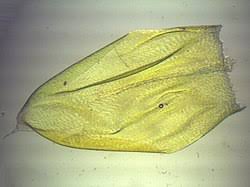 Attēlu rezultāti vaicājumam “Pseudoscleropodium purum”