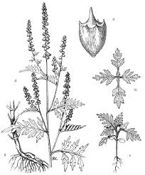 Attēlu rezultāti vaicājumam “Ambrosia artemisiifolia fruit”