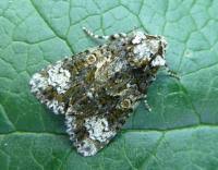 Attēlu rezultāti vaicājumam “Craniophora ligustri”