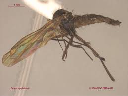 Attēlu rezultāti vaicājumam “Empis sp.”