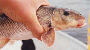 Image result for Catostomus commersonii