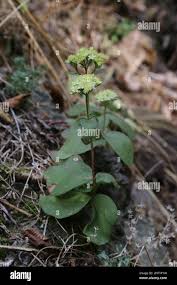 Attēlu rezultāti vaicājumam “Hylotelephium maximum flower”