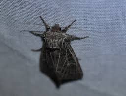 Attēlu rezultāti vaicājumam “Tholera decimalis”