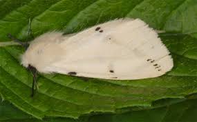 Attēlu rezultāti vaicājumam “Spilosoma lutea”
