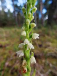 Attēlu rezultāti vaicājumam “Goodyera repens flower”