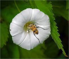 Attēlu rezultāti vaicājumam “Pachyta quadrimaculata”