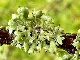 Attēlu rezultāti vaicājumam “Erythricium aurantiacum”